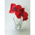 Orchid in Small Glass - Colour Selection Available